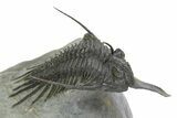 Spiny Psychopyge Trilobite - Short Snout Variant #350475-1